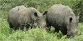 Rhino & Lion Park Tour by Themba Day Tours & Safaris