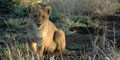 Kruger Park, Cape Town, Garden Route by Cruiselite Tours & Safaris