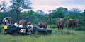 African Ramble