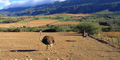 African Ramble