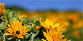 Namaqualand Flower Tour Sept Special by Jamela Africa Safaris