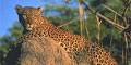 Jamela Africa Safaris