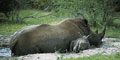Themba Day Tours & Safaris