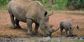 Themba Day Tours & Safaris