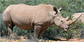 Springbok Atlas Tours