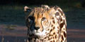 Themba Day Tours & Safaris