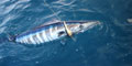 Tigger 2 Charters