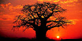 Jamela Africa Safaris
