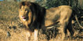 Cruiselite Tours & Safaris