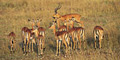 Shoestring Eco Nature Tours