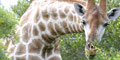 Themba Day Tours & Safaris