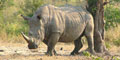 Rhino & Lion Park Tour by Firelight Tours & Safaris