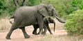 Kruger Boutique Budget Safari by Regent Safaris