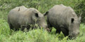 3 Day Kruger Park Experience by Themba Day Tours & Safaris