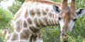4 Day Kruger Park Experience and Panorama Route by Themba Day Tours & Safaris
