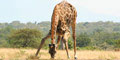 Themba Day Tours & Safaris
