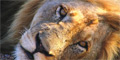 4 Day Simply the Best Safari and Panorama Route by Themba Day Tours & Safaris