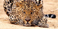 5 Day Simply the Best Safari and Panorama Route by Themba Day Tours & Safaris