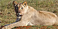 2 day Waterberg by African Blue Tours & Safaris