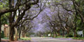 Pretoria - The Jacaranda City by LED Tours & Travel