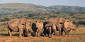 10 Nights African Classic (10AFC) by Panorama Tours