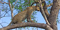 7 Nights African Classic by Panorama Tours