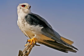 The Black Shouldered Kite