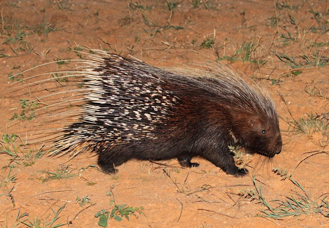 What are the porcupine's enemies?