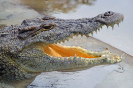 The Nile Crocodile