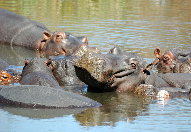 Hippopotamus Hippopotamus amphibius