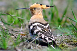 The African Hoopoe