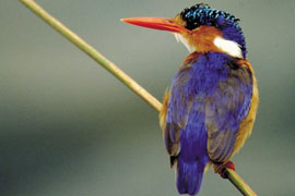 The Malachite Kingfisher