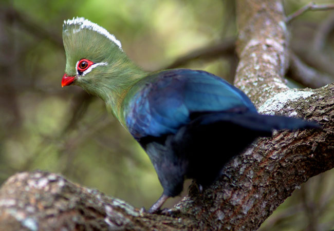 Knysna Lourie {Tauraco corythaix}