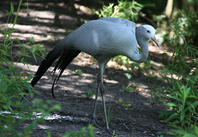 South Africa Birdlife / South African Birds