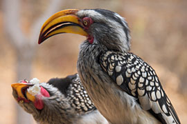 The Yellow-billed Hornbill