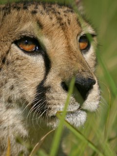 Photograph Courtesy of and � Emdoneni Lodge and Game Farm