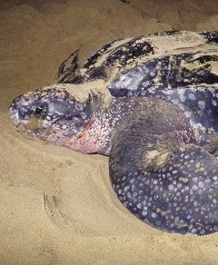 Leatherback Turtle