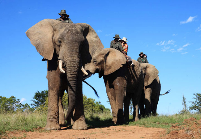 elephant back safari south africa