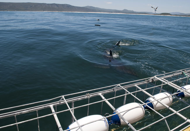 South Africa Shark Cage Diving