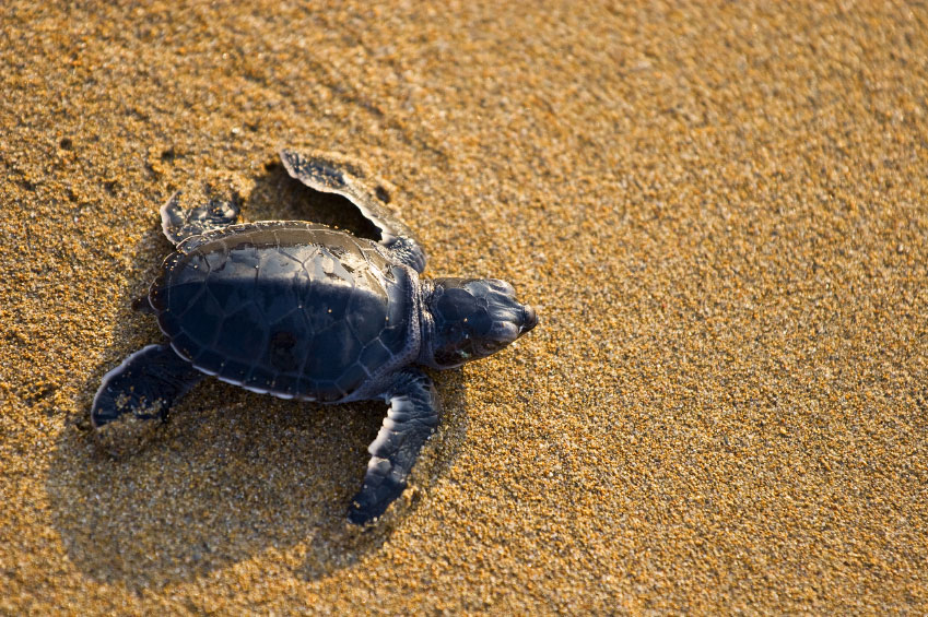 Turtle Tours in South Africa
