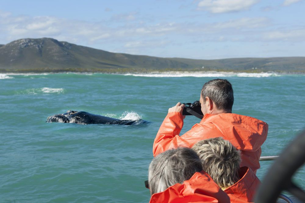 Whale Watching in South Africa