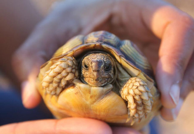 Photograph © Pinnacle Conservation