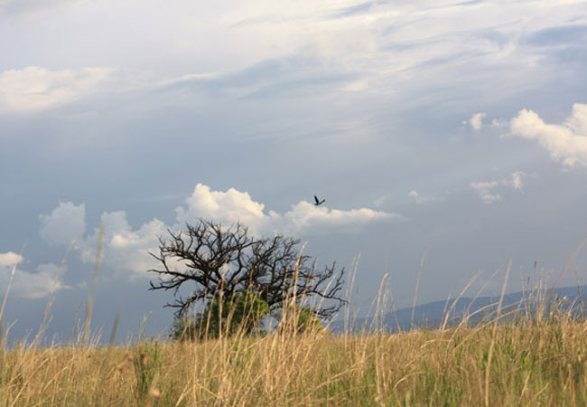 Photograph © Rhenosterspruit Nature Conservancy
