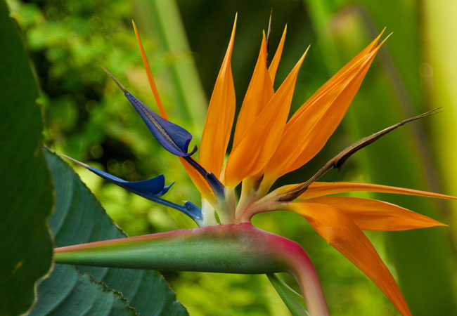 Pietermaritzburg Botanical Gardens