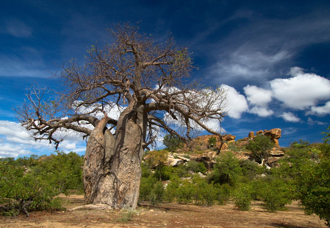 Baobabs