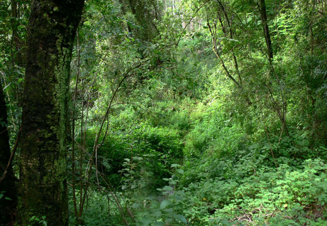 magoebaskloof canopy tours activities