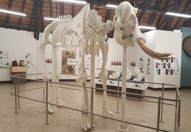 Letaba Elephant Hall