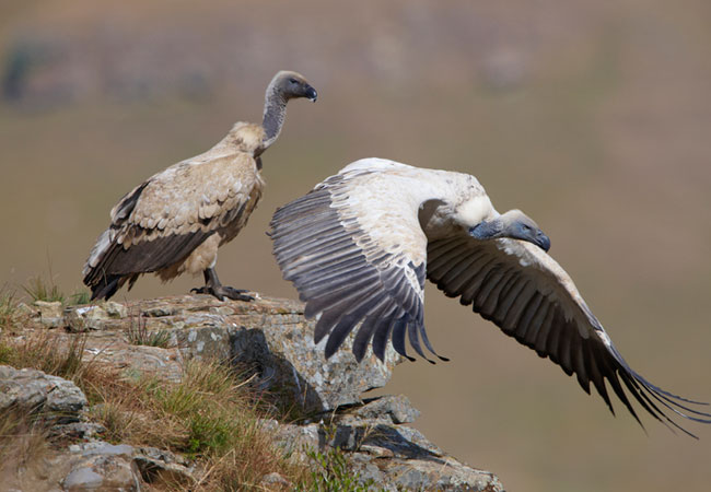 Manoutsa Vulture Colony in Hoedspruit, Limpopo