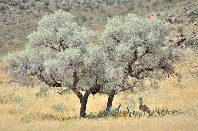 Kgalagadi Transfrontier Park