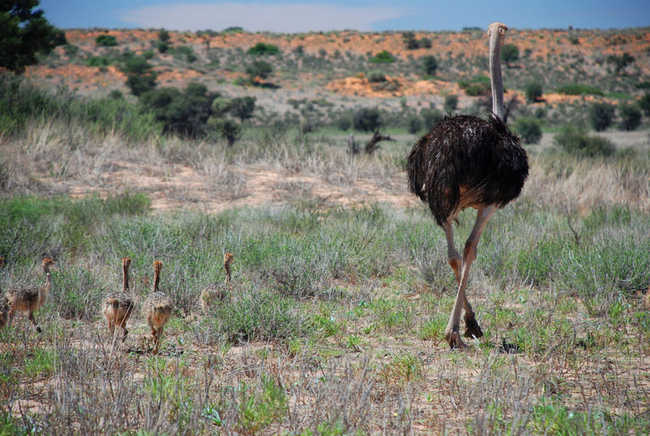 Kgalagadi Transfrontier Park